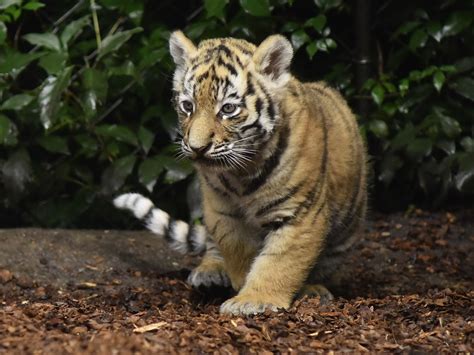 Cute Siberian Tiger Cubs