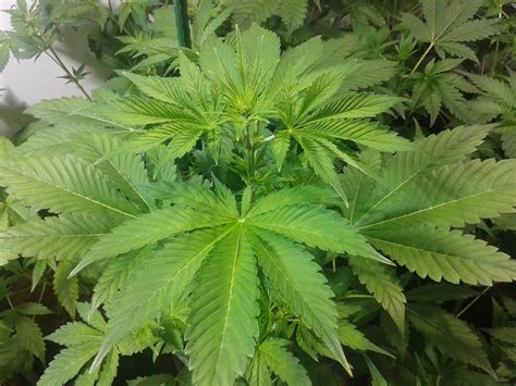 Growing autoflowering strains from Philosopher Seeds | Blog Philosopher Seeds