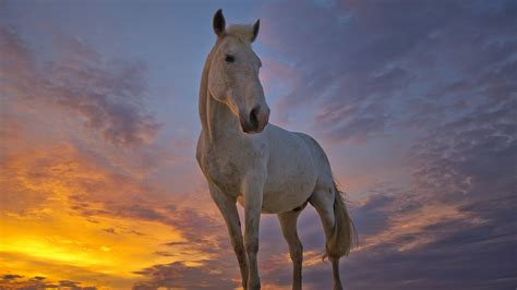 Download Cloud Sunrise Sunset Animal Horse HD Wallpaper