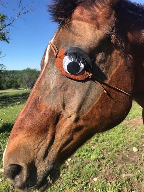 My horse had his eye removed, so I made him an eye patch | Odd Stuff Magazine