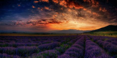 Sunset over lavender field 2 Photograph by Plamen Petkov - Fine Art America