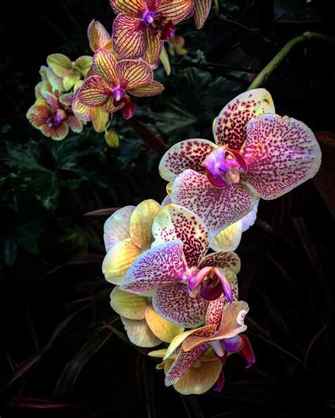 Pink and Yellow Orchids Photograph by Kelly Schulze