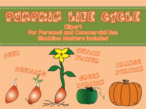 Pumpkin Life Cycle Clipart | Teaching Resources