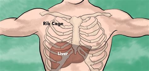 Liver Pain: Location, Causes and Treatment - HubPages