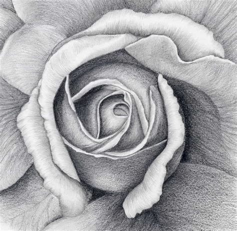 How to draw a flower in charcoal. Do you want to learn how to draw a flower in charcoal? If so ...