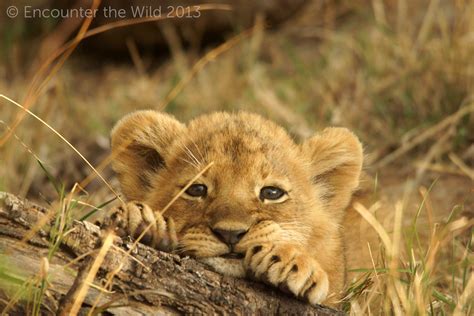 Adorable Lion Cub - Lion Cub In The Wild - 6000x4000 Wallpaper - teahub.io