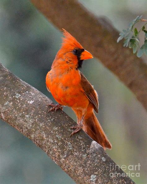 Orange Cardinal II Photograph by Carol Bradley - Fine Art America