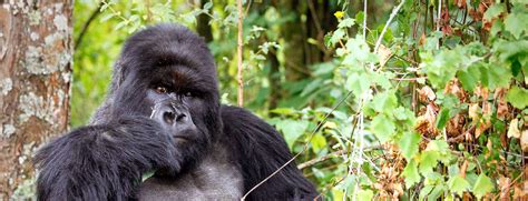 Mountain Gorilla Habitats | Biomes and Conservation