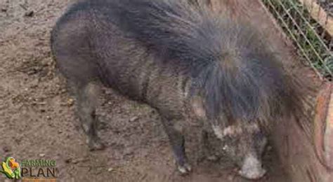 Philippine Native Pig: Extinct And Historical Agricultural Breed - Farming Plan