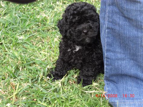 Black Poodle Puppy | Puppies, Poodle puppy, Poodle