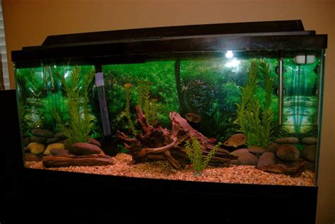 Photo #1 - Hey! This Is My 30 Gallon Freshwater Tropical Fis...