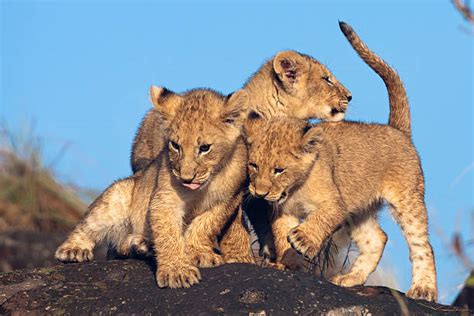 Royalty Free Lion Cubs Playing Pictures, Images and Stock Photos - iStock