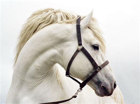 Desktop Wallpaper: Beautiful White Horse Desktop Wallpaper