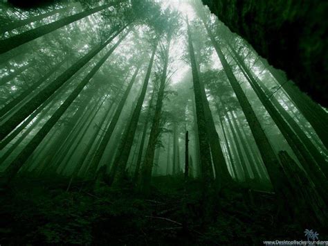 Dark Green Forest Wallpapers - Top Free Dark Green Forest Backgrounds - WallpaperAccess