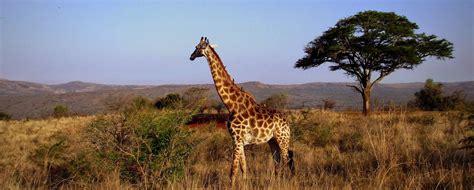 Sightseeing and Safari Tours from Durban - Durban Safaris and Tours