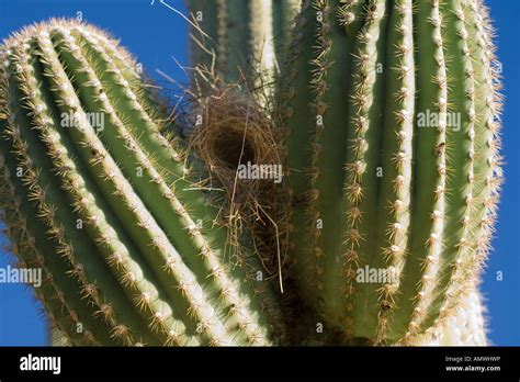 Bird nest in Saguaro Cactus Tucson Arizona Stock Photo - Alamy