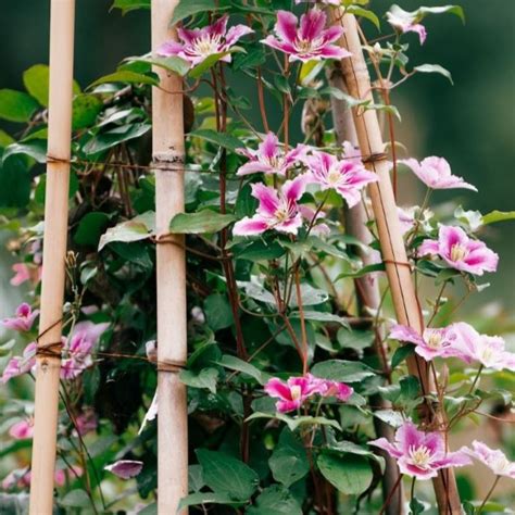 Planting Climbers: A Beginner’s Guide – Roots Plants