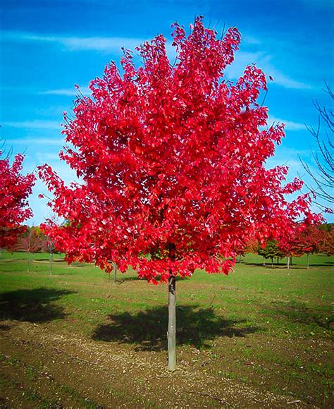 Red Sunset Red Maple Trees For Sale | The Tree Center