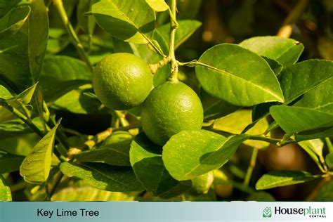 Grow Your Own Indoor Key Lime Tree