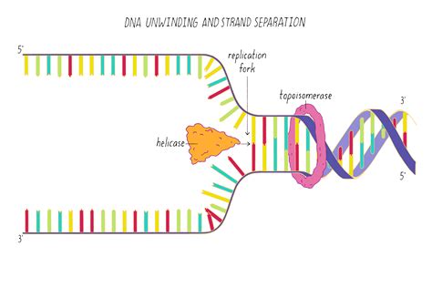 DNA Replication Jeopardy Template