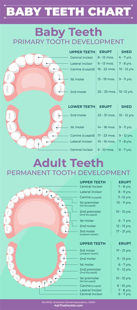 Baby Teeth: Eruption Charts, When They Fall Out, and Proper Care