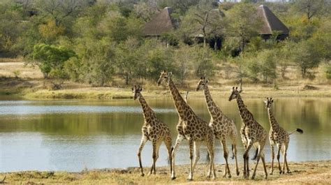 Giraffe Safari - 10 Best Places to See Giraffes