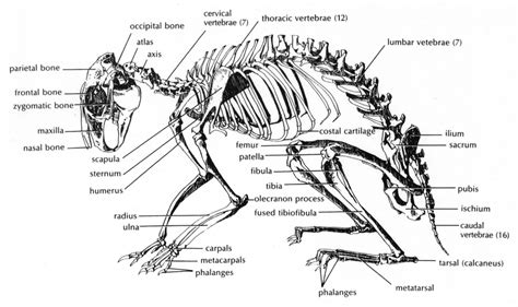 rabbit - animal: Rabbit Skeleton