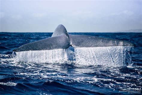 Blue Whales - The largest animal on the planet | Azores Whale Watching TERRA AZUL™