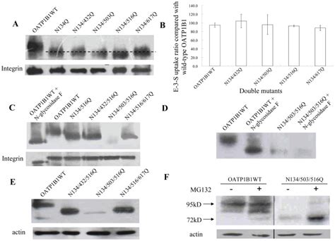 Membrane Protein Western Blot