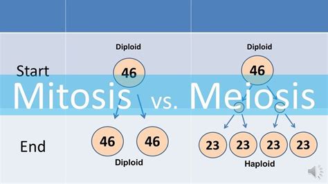 chapter 2 Mitosis and Meiosis Diagram | Quizlet