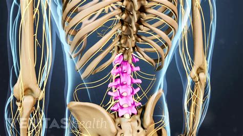 Back Human Bones Labeled : Labeled Skeleton Back View Of Male Skeleton Male Skeleton Anatomy ...