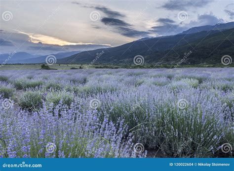 Sunset Over a Lavender Field Stock Photo - Image of flower, landscape: 120022604