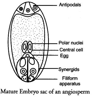 Draw a labelled diagram of the mature embryo sac o toppr.com