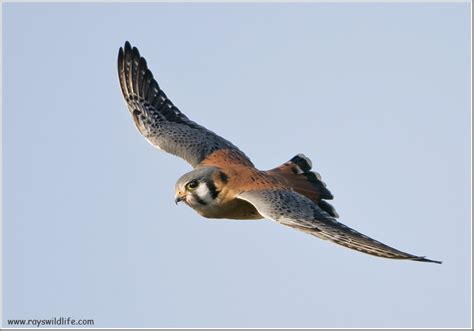 American Kestrel in flight | BirdNote