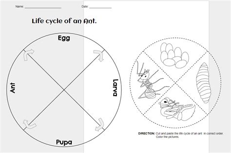 Life Cycle Of An Ant Worksheet