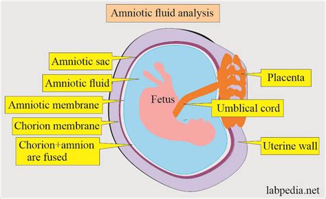 Amniotic Sac Diagram