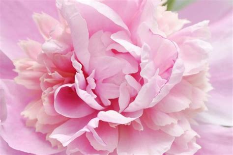 Pink Peonies per Blooming Season