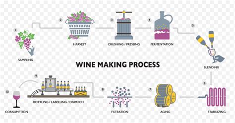 Wine Making Process - The Science Notes