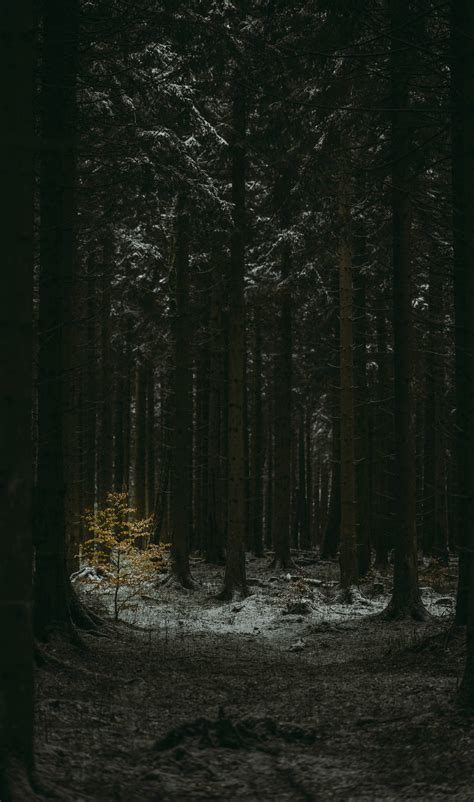 Top 999+ Dark Forest Wallpaper Full HD, 4K Free to Use