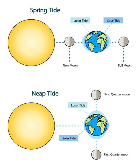 Spring And Neap Tides Worksheet