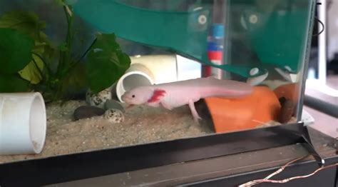 Axolotl Tank Mates - Aquariuman