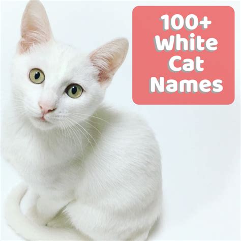 100+ Unusual and Unique Names for White Cats and Kittens - PetHelpful