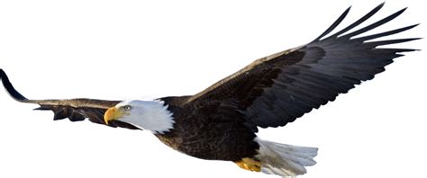 Free Transparent Eagle, Download Free Transparent Eagle png images, Free ClipArts on Clipart Library