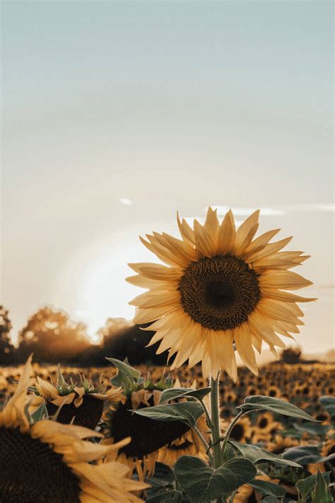 Download Pleasing Sunflower Aesthetic Wallpaper | Wallpapers.com