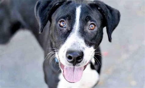 The Borador (Border Collie Lab Mix): Crossbreed of America’s Two Most Beloved Dogs - Animalso