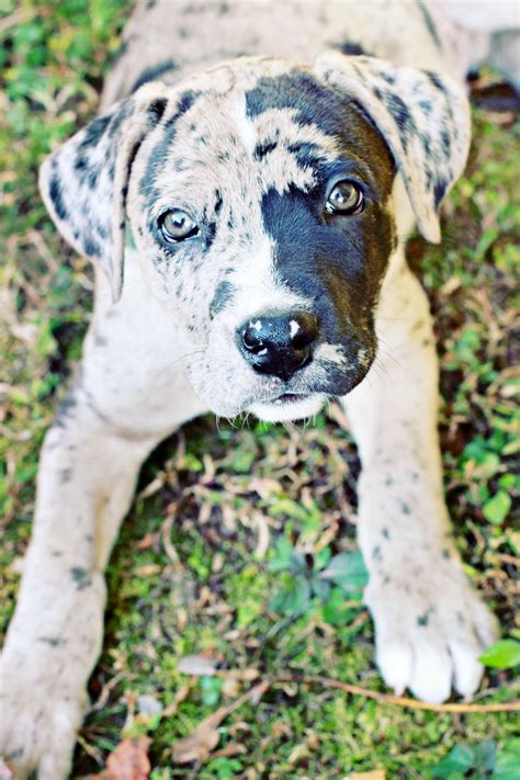 79+ Corgi Great Dane Mix Puppies - l2sanpiero