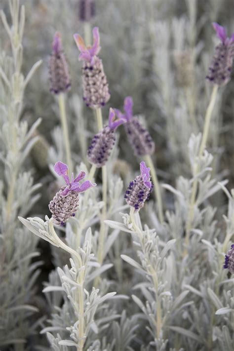 Silver Anouk Spanish Lavender - Lavender Plant