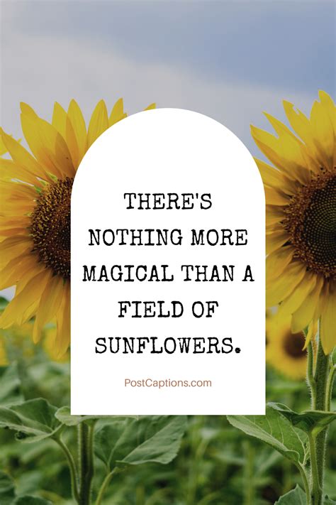 80 Sunflower Captions and Sunflower Quotes for Instagram - PostCaptions.com