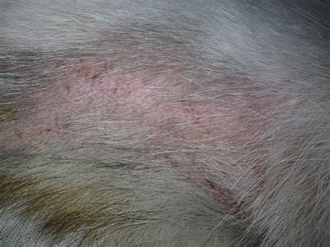 Common Dog Skin Rashes