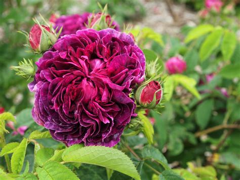 Five Purple Roses – Old Garden Roses – Fraser Valley Rose Farm